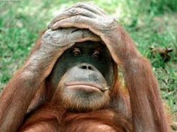 Новый проект BHP Billiton, или органгутанги Борнео в опасности