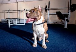 Вольер для собаки нужно тщательно выбирать