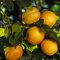 Apricot seedlings