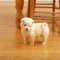 Carpet or parquet?