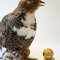 Quail farm: bird business