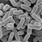 How microorganisms helped humans absorb iron