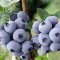 Blueberry seedlings