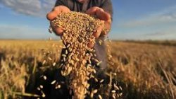 В России ожидается крупнейший в мире урожай зерновых 