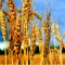 Russian wheat falls in competition with Ukraine and Romania