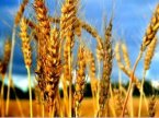 Российская пшеница падает в конкуренции с Украиной и Румынией