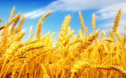 Индонезия надеется на помощь Украины в выращивании пшеницы 