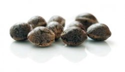 Полезные свойства конопли в медицине