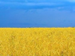 Украинские запасы пшеницы на 16% ниже прошлогодних на фоне роста экспорта