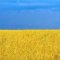 Украинские запасы пшеницы на 16% ниже прошлогодних на фоне роста экспорта