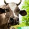Buy a means for treating the udder before milking 