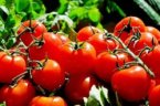 Как получить хороший урожай томатов: все секреты