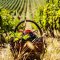 Wine company Graevo