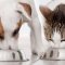 Selection of food for cats and dogs