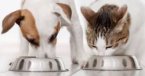 Выбор кормов для кошек и собак