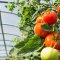 Growing tomatoes in a greenhouse: from planting to harvesting