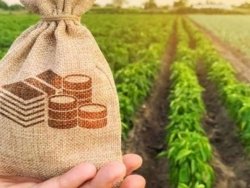 Бюджетная поддержка агро -сектора в 2024 году достигла 7 миллиардов долларов США.