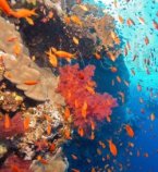 Entdecke die Unterwasserschätze von Marsa Alam